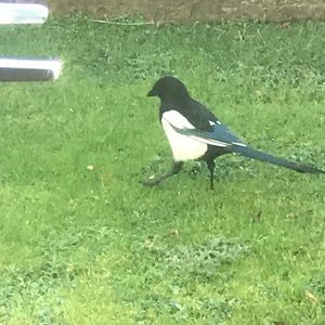 Meet your Posher, Lynell